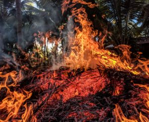 foresta fuoco clubbez incendiata legna disastro