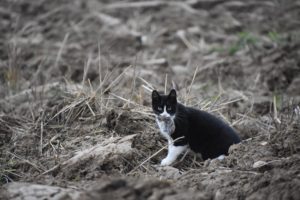 comportamento distruttivo inquinante ambiente gatto clubbez