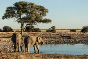 elefanti siccità animali cambiamento climatico clubbez