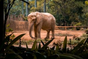 giardini zoologici elefante clubbez