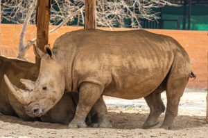 salvaguardia animali giardini zoologici clubbez