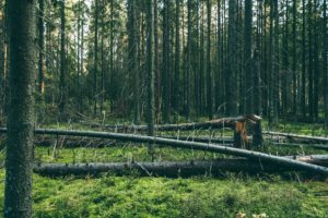 degrado foreste silvicoltura clubbez