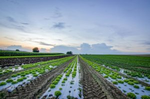 campi di agricoltura integrata clubbez