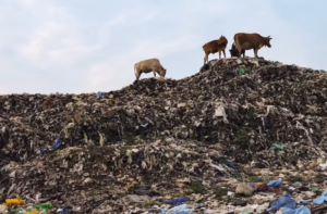 bovini pascolano rifiuti industria moda clubbez