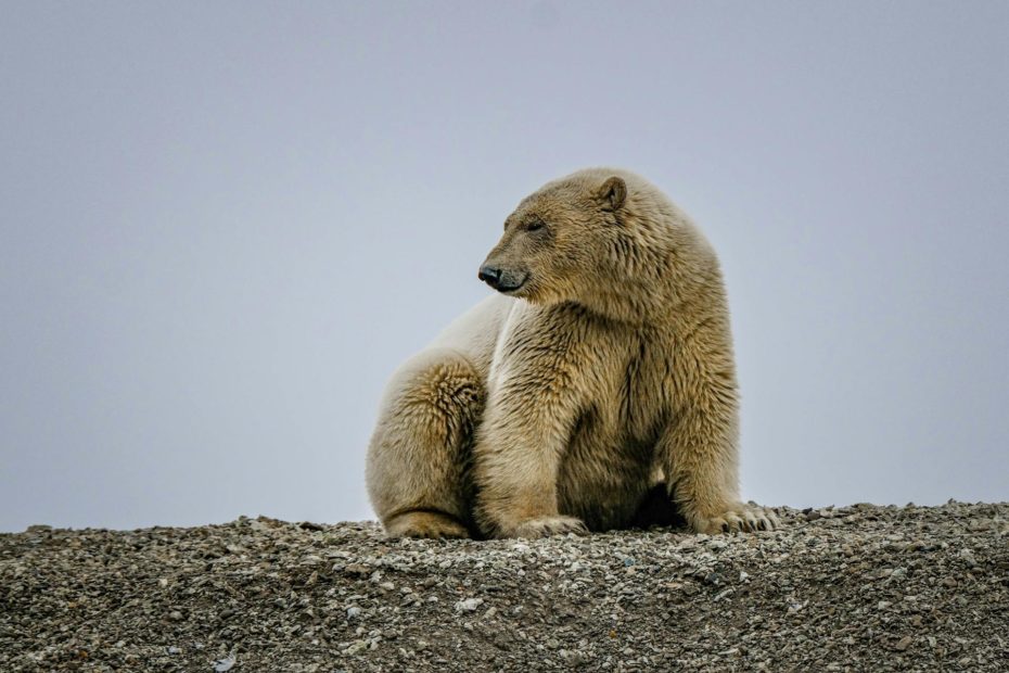 Orso polare animali cambiamento climatico clubbez