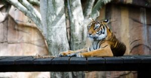 clubbez giardini zoologici tigre