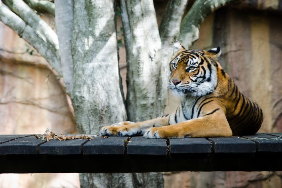 clubbez giardini zoologici tigre