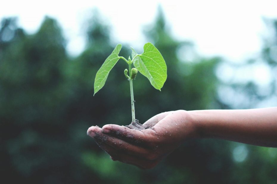 agricoltura integrata piantina clubbez