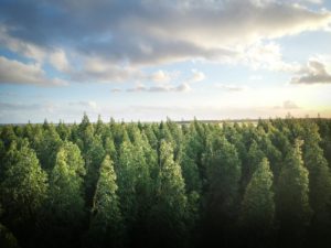 foresta silvicoltura clubbez