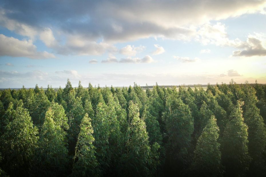 foresta silvicoltura clubbez